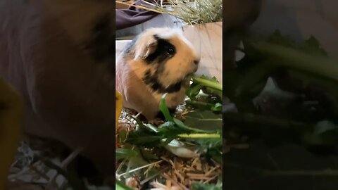 Guinea pig Svea enjoying frisch dandelion