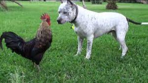 the dog and the hen