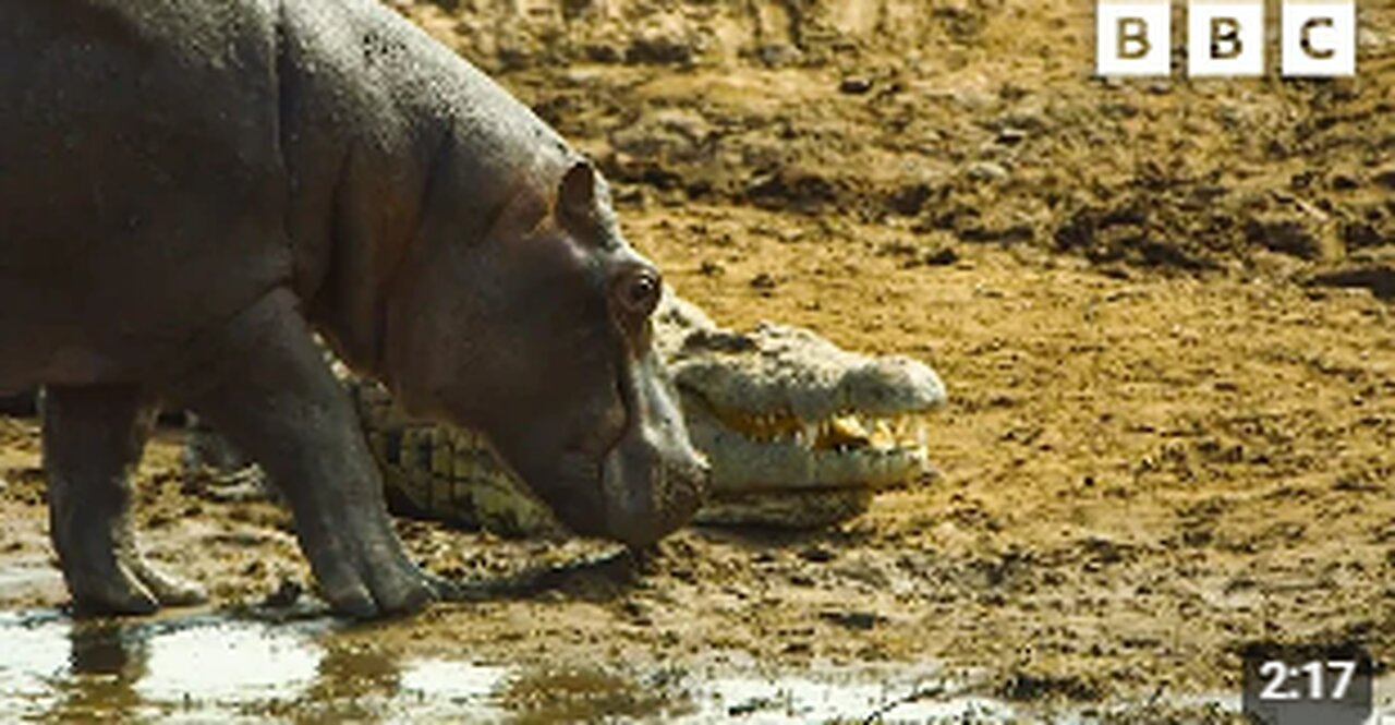 Hippos take on crocodiles for best sunbathing spot