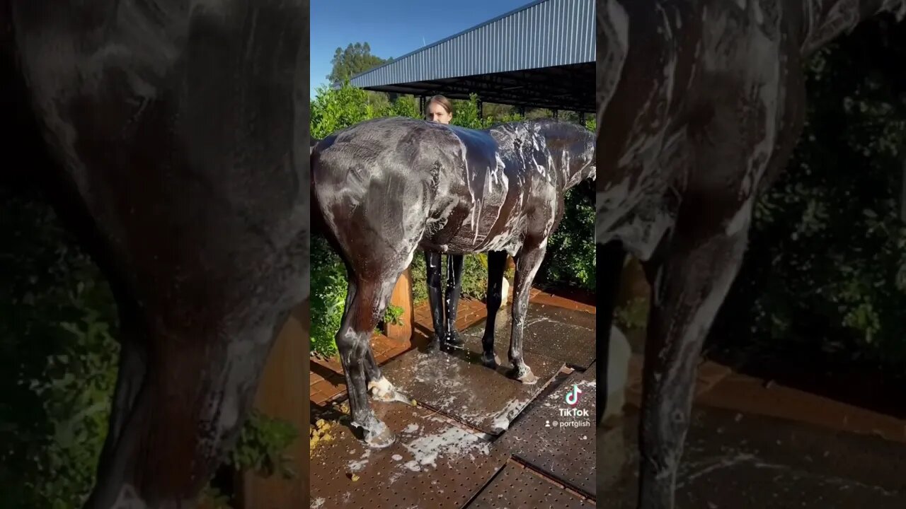 Aprenda Inglês de forma divertida! 🐴💦✨ Dicas com o Carbono!