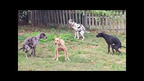 Try Not To Laugh Dogs And Cats 😁- Funniest Animals Video 2023