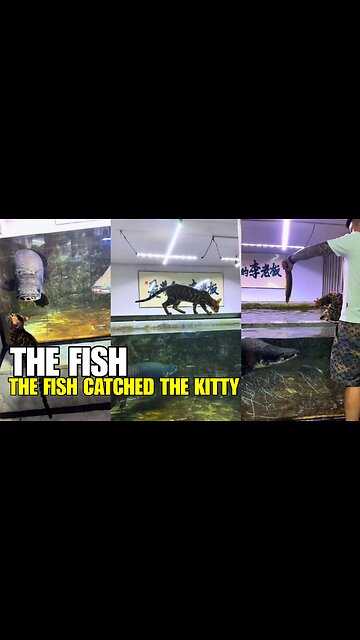The fish caught the kitten