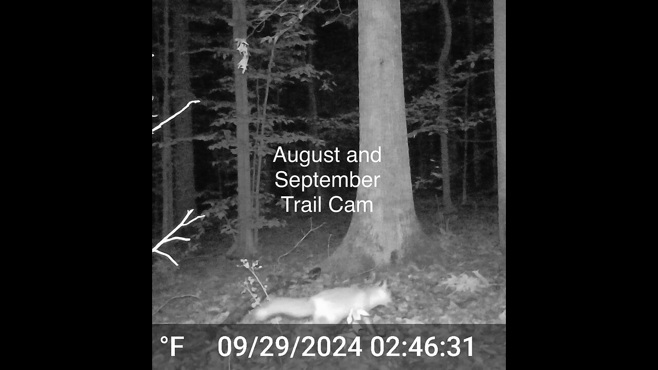 August and September Critter Cam with Eerie Surprises