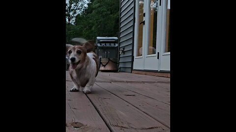 Vicious Weiner Dog On the Attack