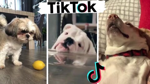 Funny Dogs of TikTok Part #21 🐶