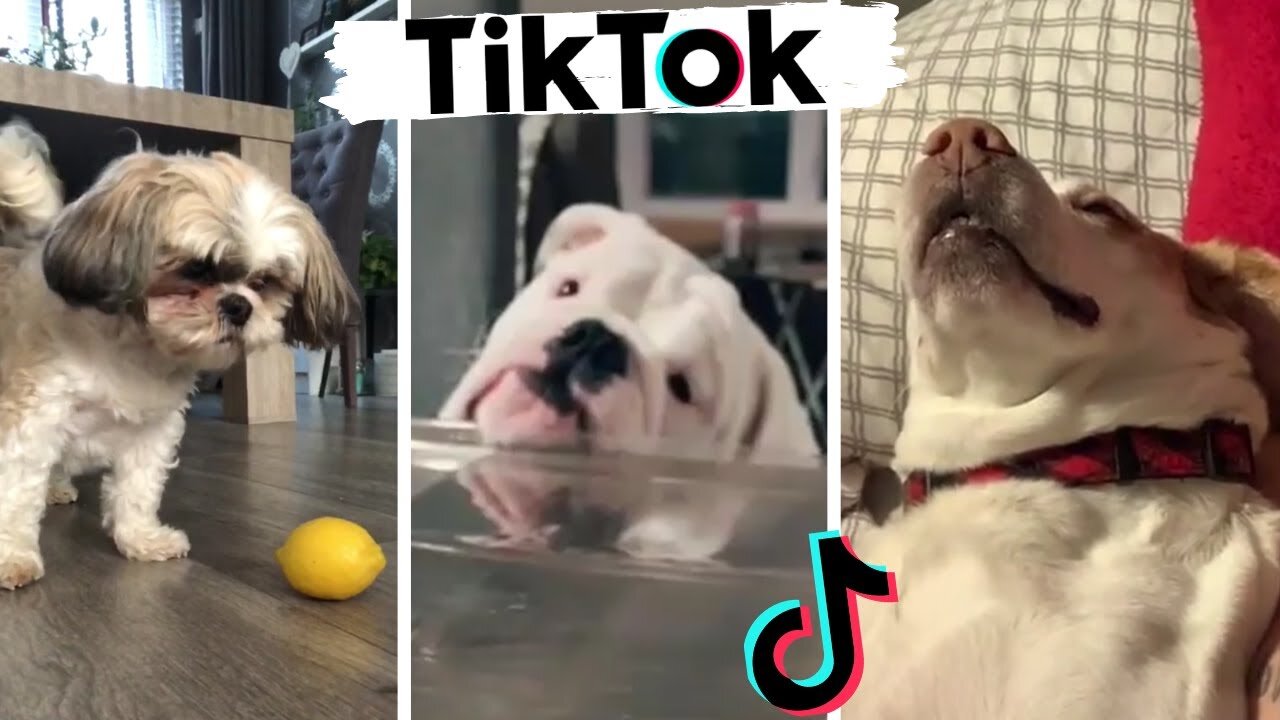 Funny Dogs of TikTok Part #21 🐶