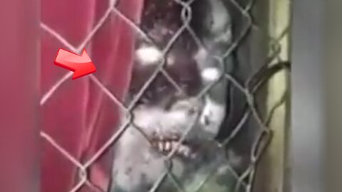 Mysterious creature at the end of the iron mesh fence but is it an animal? [Conspiracy]