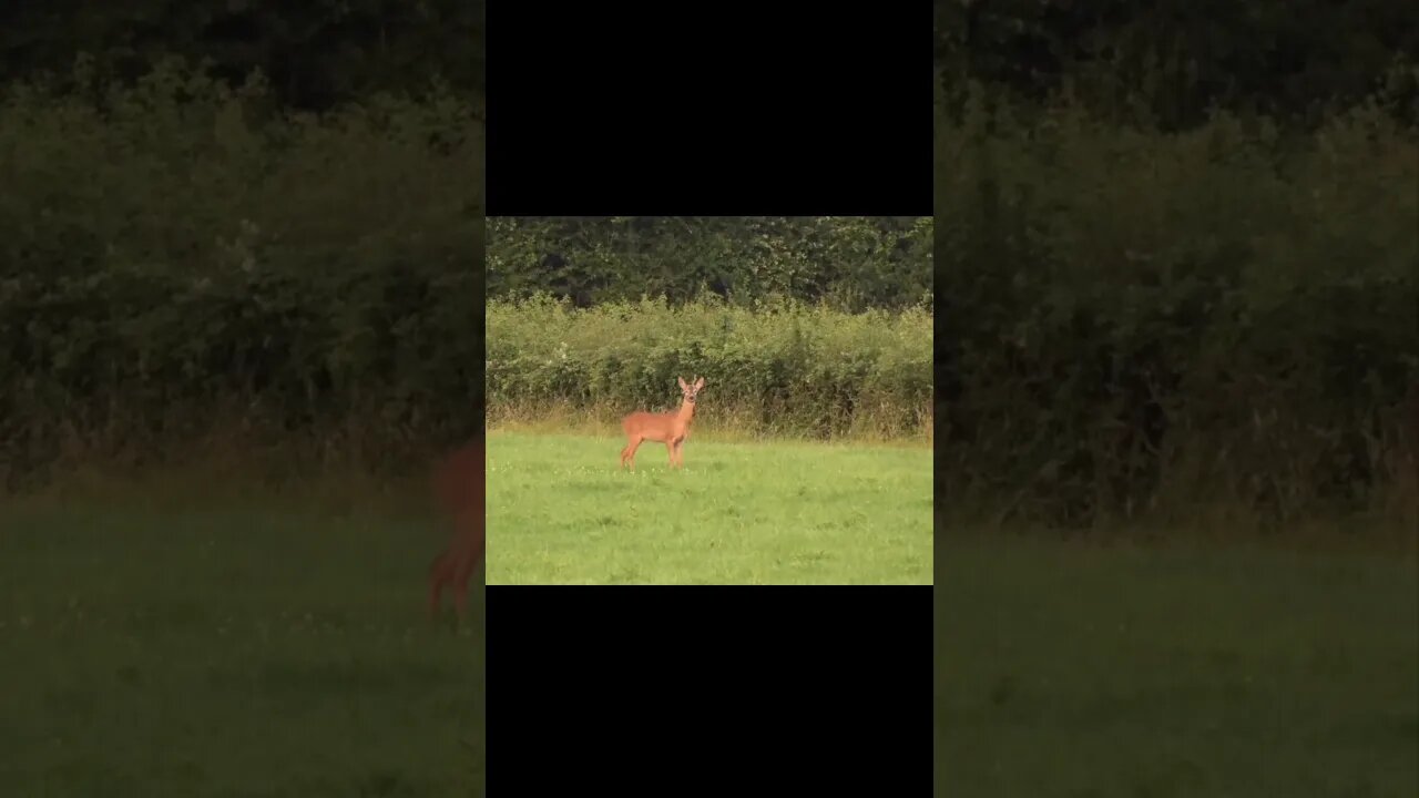 #deer #wildlife #animals #shorts #viral #viralvideo #subscribe #shortsvideo #new #shortsfeed