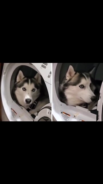Naughty Husky Decides To Chill Out In The Washing Machine