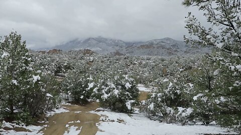 60 Seconds in Nature: Birds and Snow in San Isabel National Forest