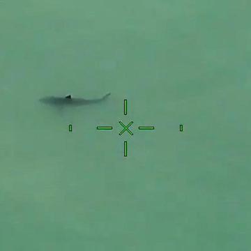 Great White Sharks Off The Coast Of Orange County