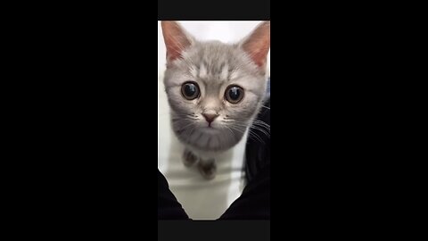 Cute cat video