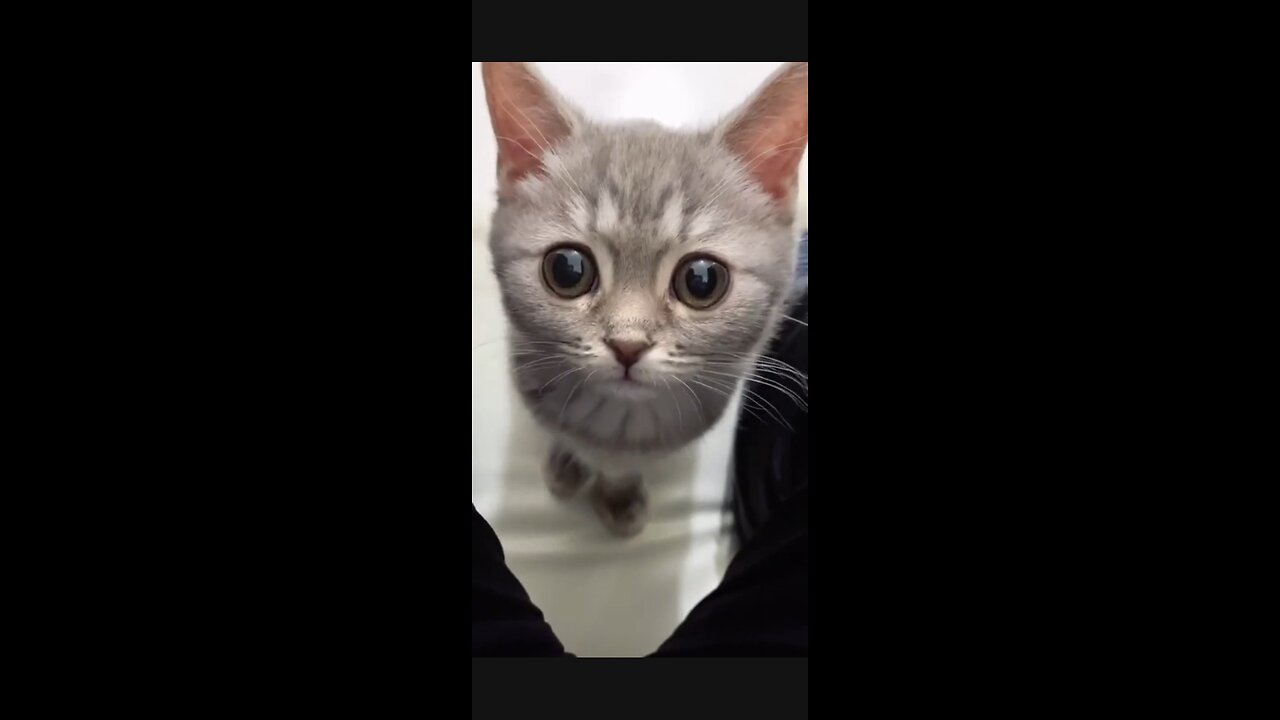 Cute cat video