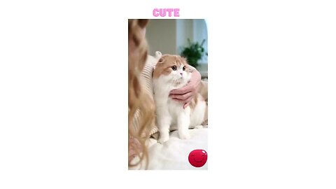 CUTE CAT