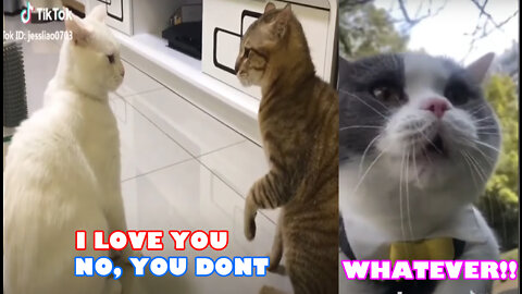 Funny Adorable Cats Speaking!! They talk better than you OMG