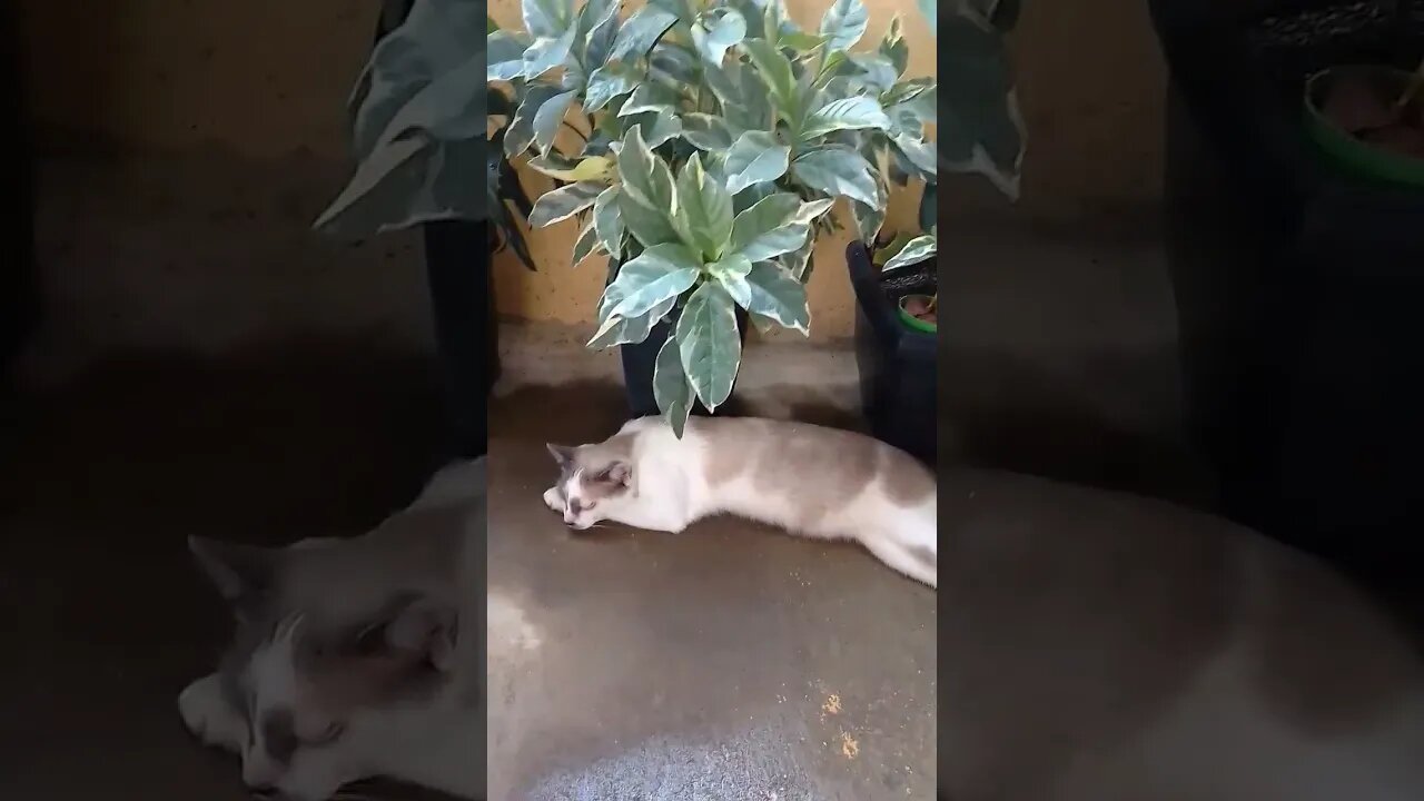 nós ajude a ajudar esses inocentes por favor ❣️❣️
