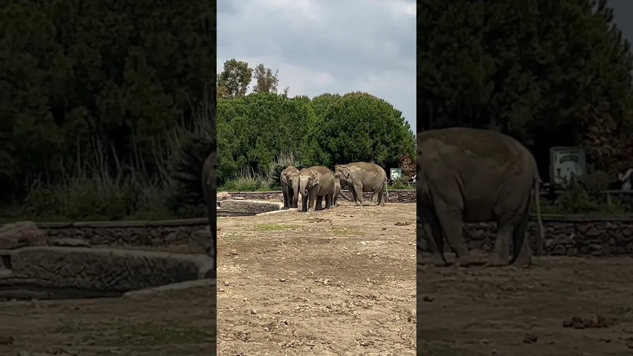 Elephants 🐘