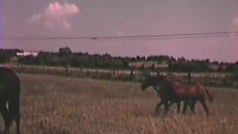 THE TENNESSEE WALKING HORSE THE REAL STORY