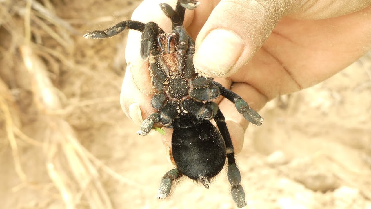 Cobra Catching TV: a cave to catch Tarantulas Spider | How to catch a Tarantula Spider