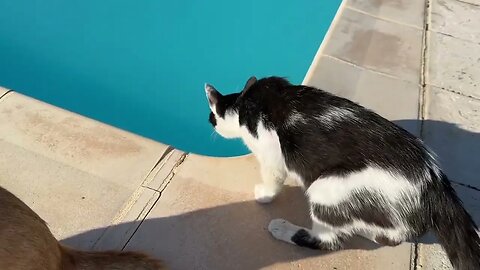 #181 Good Morning and Cats by the Pool