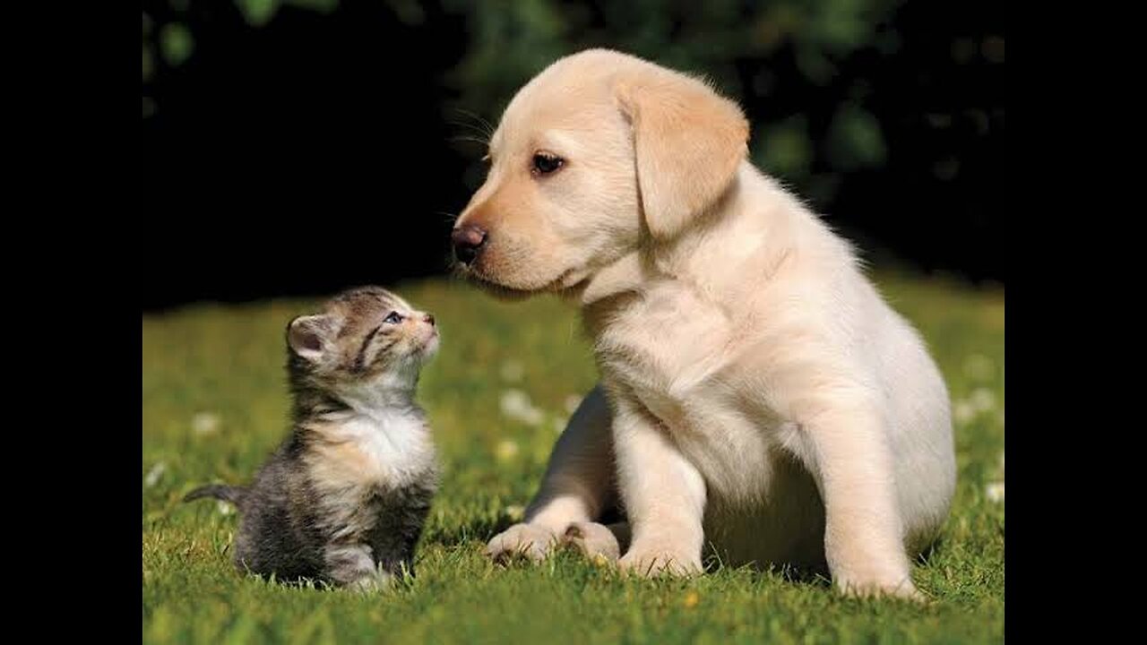 FUNNY CAT AND DOG MOMENTS