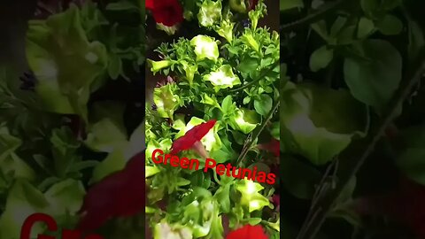 Green Petunias