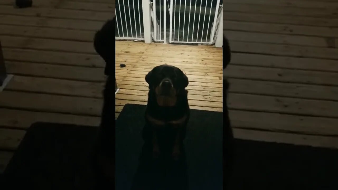 Rottweiler Waits For A Treat #rottweiler #shorts