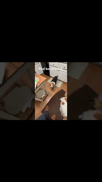 Can dogs catch real bacon?