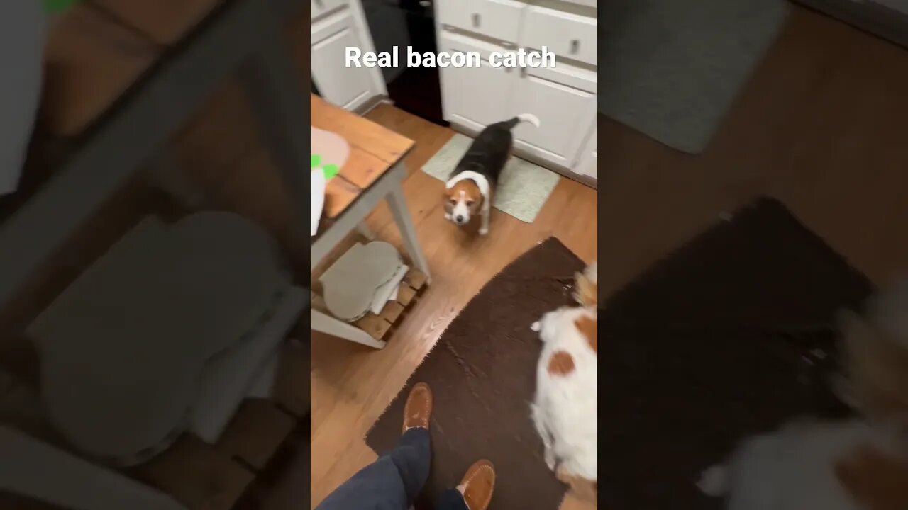 Can dogs catch real bacon?