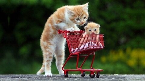 Viral Pet Video