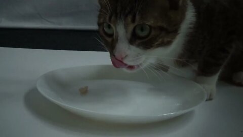 Kitten Rudolph Eats from a White Plate