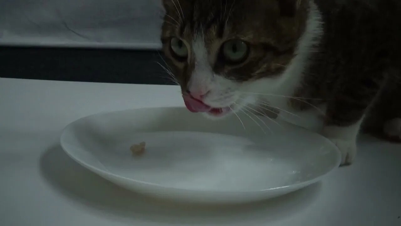 Kitten Rudolph Eats from a White Plate