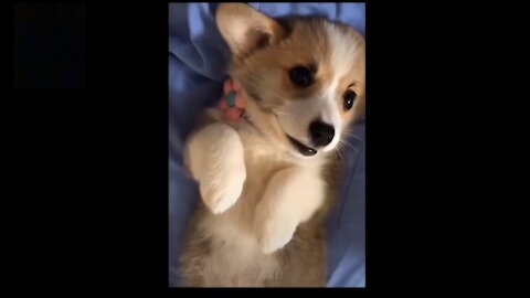 Super Cute Best Funny Cats and Dogs|