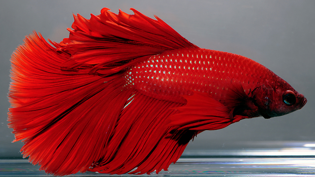 Red Bettafish