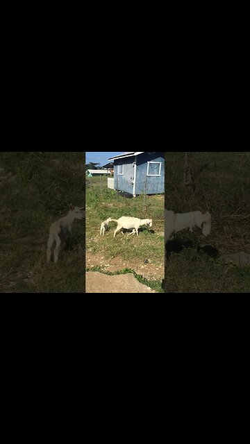 BABY LAMBORGHINI AND MOTHER MAZERATII