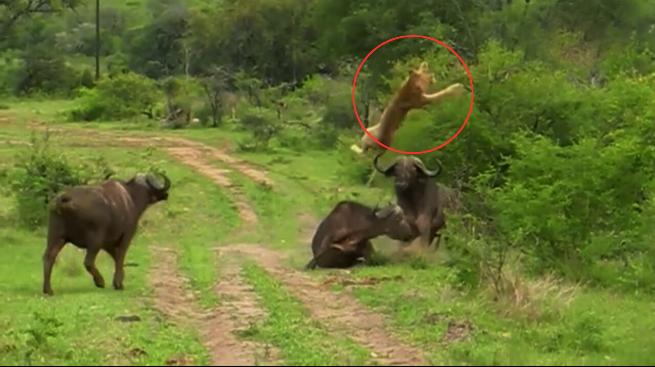 Top 8 insane animal attacks in the wild!!!!!