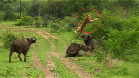 Top 8 insane animal attacks in the wild!!!!!