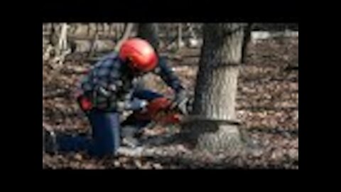 Carpenter Cuts Down Tree And Gets The Shock Of His Life When Seeing What’s Insid