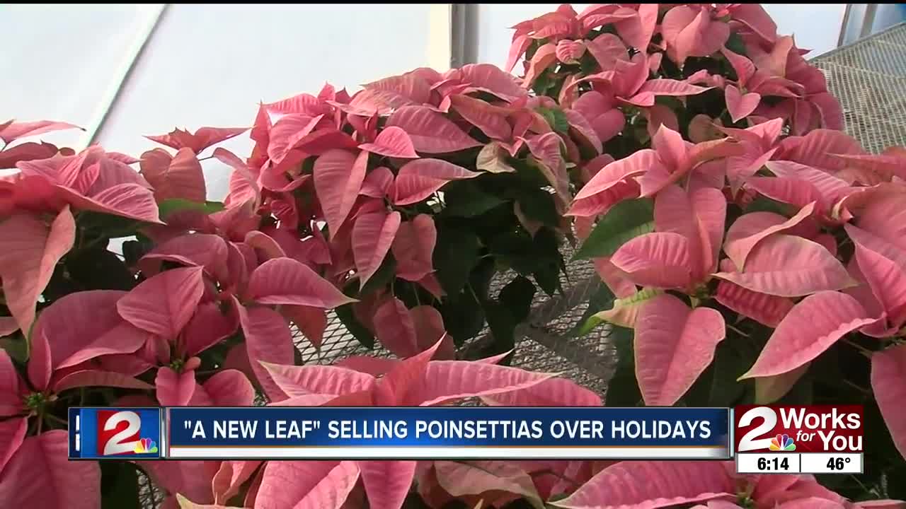 'A New Leaf' selling poinsettias over holidays