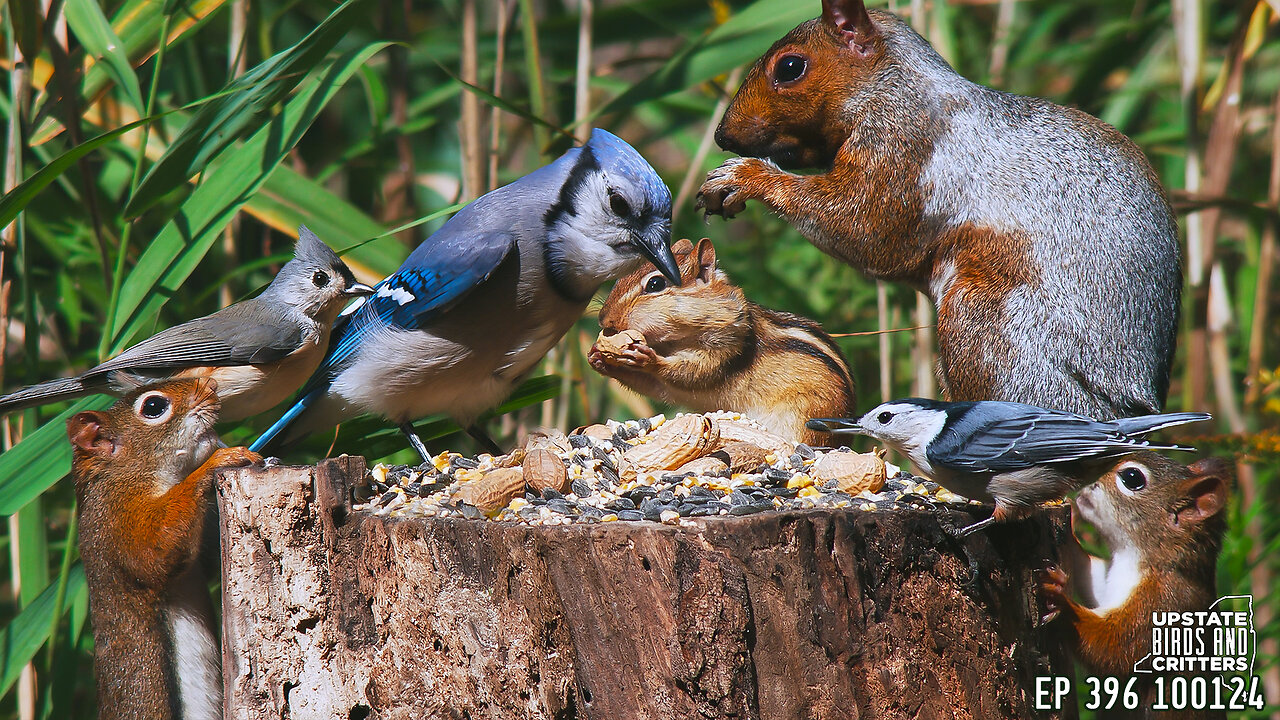 Upstate Birds And Critters: 4k Ep 396 — 100124 Cat TV Dog TV