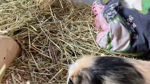 Guinea pig nonsense