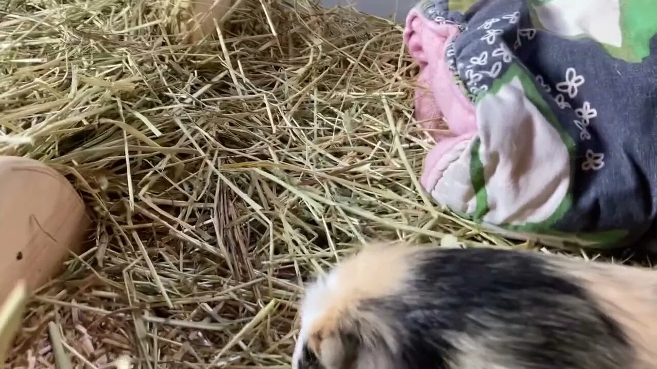 Guinea pig nonsense