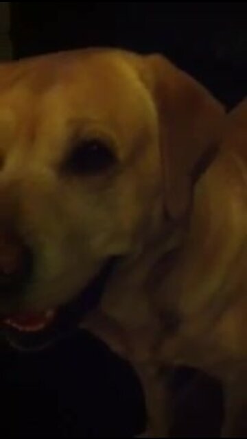 Smart pup fetches owner's shoes on command