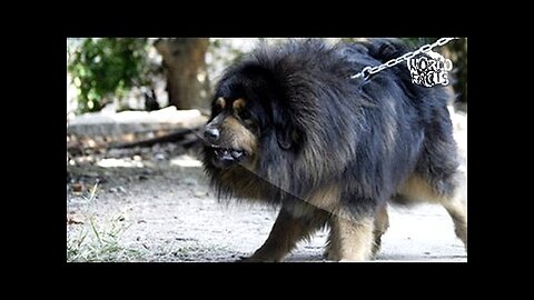 TOP 10 CELE mai PERICULOASE RASE de CAINI