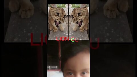 lion cubs playing to Release everything #shorts #feedshorts