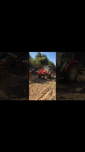 DAY 2 of current land clearing project #shorts clearing building site in the woods