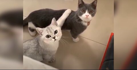 Baby Cats - Cute and Funny Cat Videos Compilation #31