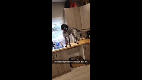Dog on counter