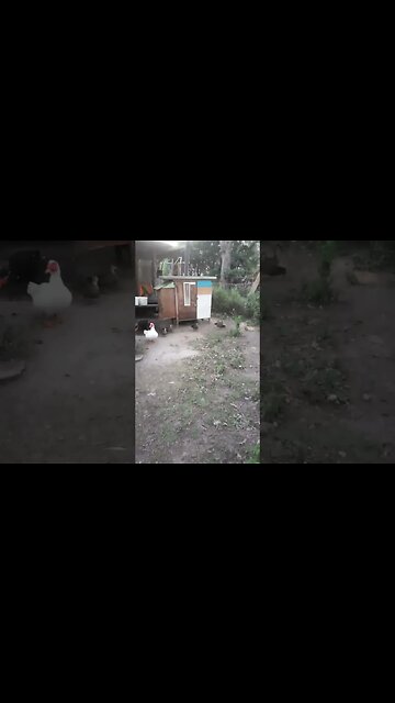 Little wild ducks in one of the paddocks just before dark