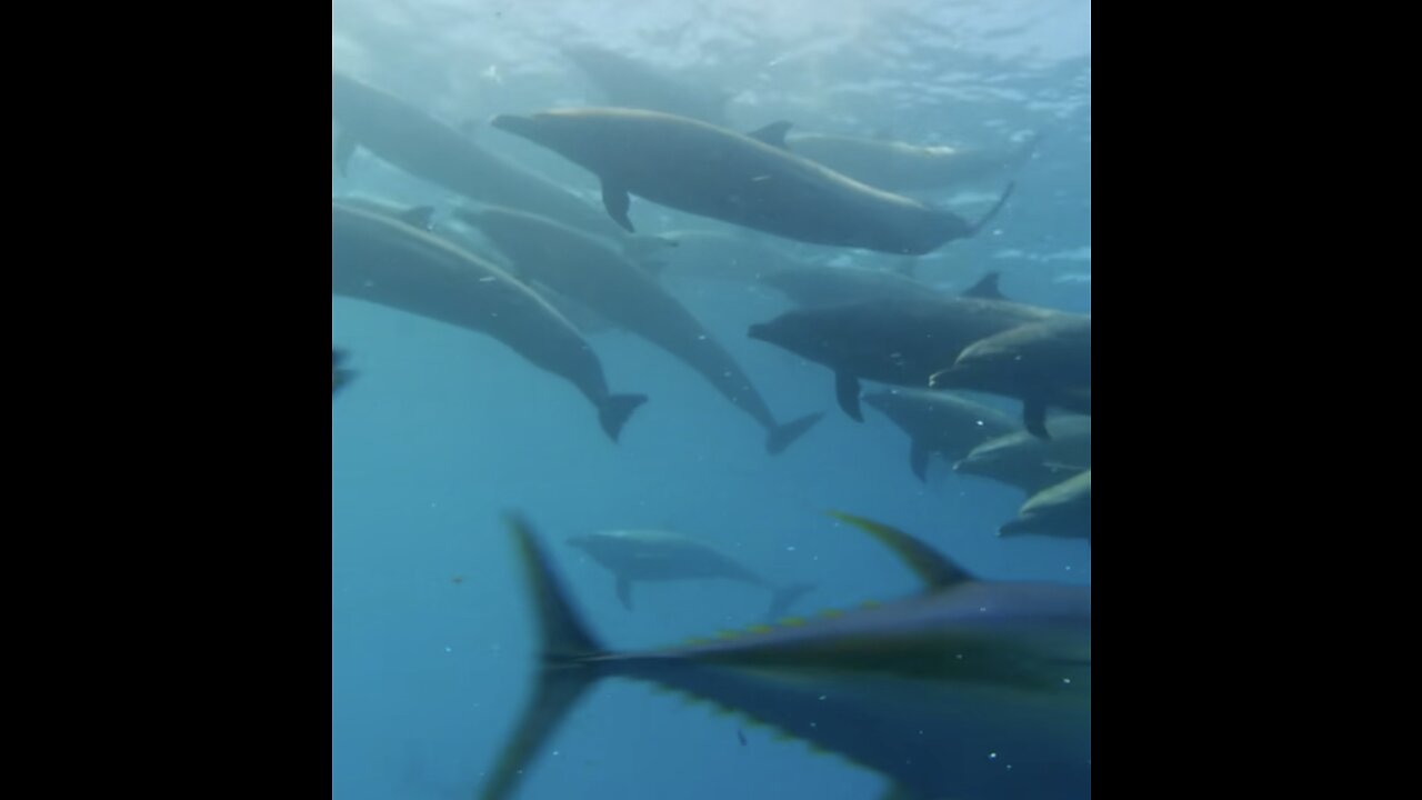 Dolphins And Fish Under the Water